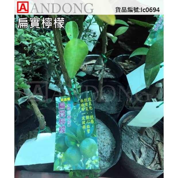 版本.jpg
