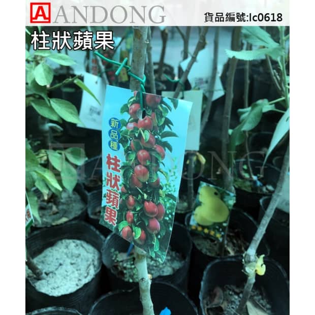 版本.jpg